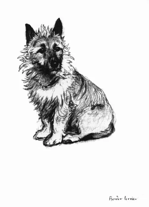 Framed Print : Illustration of a Border terrier by Cecil Aldin Framed Print : Illustration of a Border terrier by Cecil Aldin