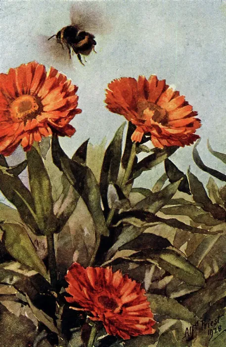 Framed Print : An illustration of a bumble bee (Bombus terristris) hovering above some marigolds. Date: circa 1929 Framed Print : An illustration of a bumble bee (Bombus terristris) hovering above some marigolds. Date: circa 1929