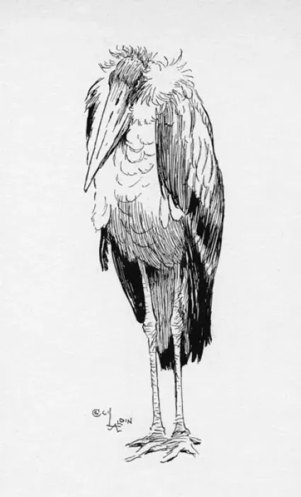 Framed Print : Illustration by Cecil Aldin, The Adjutant Bird Framed Print : Illustration by Cecil Aldin, The Adjutant Bird
