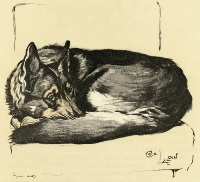 Framed Print : Illustration by Cecil Aldin, Alsatian curled up Framed Print : Illustration by Cecil Aldin, Alsatian curled up