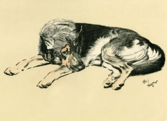 Framed Print : Illustration by Cecil Aldin, Alsatian lying down Framed Print : Illustration by Cecil Aldin, Alsatian lying down