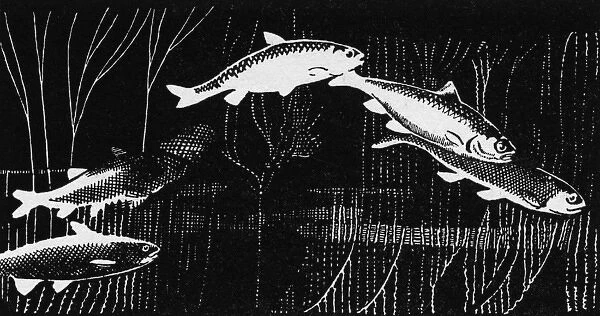 Illustration by Cecil Aldin, The Aquarium