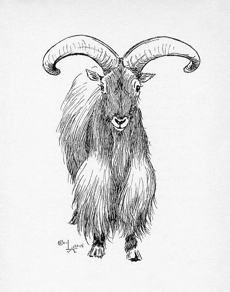 Illustration by Cecil Aldin, The Barbary Sheep
