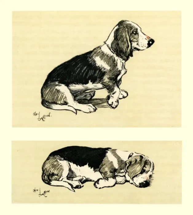 Framed Print : Illustration by Cecil Aldin, a basset hound Framed Print : Illustration by Cecil Aldin, a basset hound