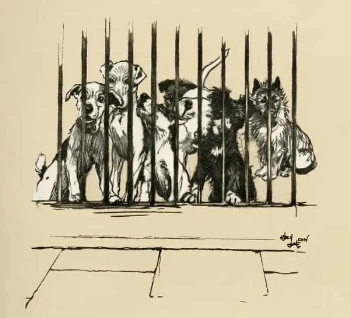 Framed Print : Illustration by Cecil Aldin, Battersea Dogs Home Framed Print : Illustration by Cecil Aldin, Battersea Dogs Home