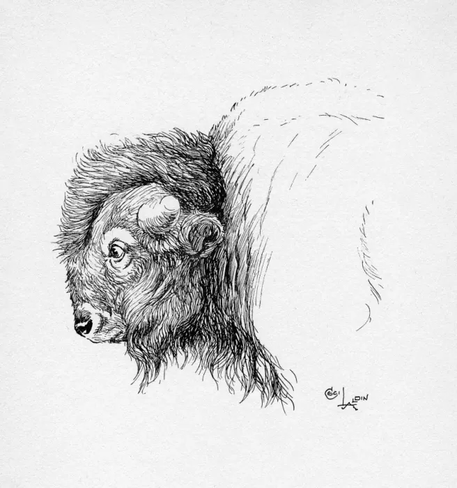 Framed Print : Illustration by Cecil Aldin, The Bison Framed Print : Illustration by Cecil Aldin, The Bison