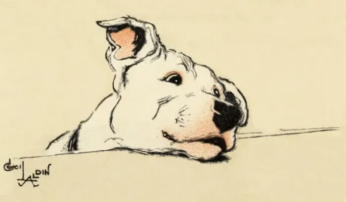 Framed Print : Illustration by Cecil Aldin, bull terrier head study Framed Print : Illustration by Cecil Aldin, bull terrier head study