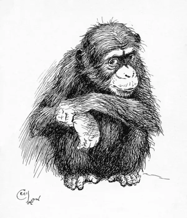 Framed Print : Illustration by Cecil Aldin, The Chimpanzee Framed Print : Illustration by Cecil Aldin, The Chimpanzee