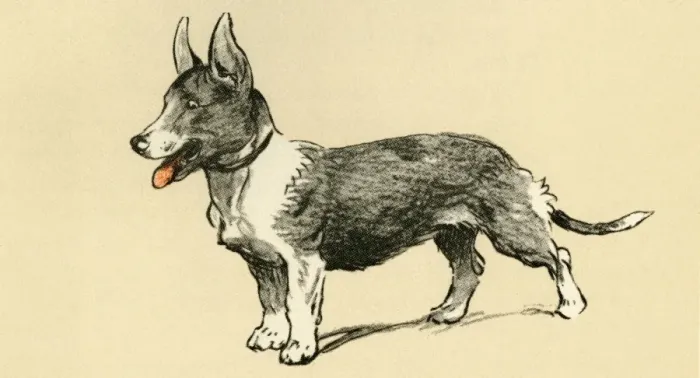 Framed Print : Illustration by Cecil Aldin, a corgi dog Framed Print : Illustration by Cecil Aldin, a corgi dog