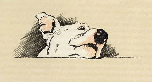 Illustration by Cecil Aldin, Cracker the bull terrier