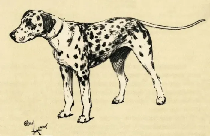 Framed Print : Illustration by Cecil Aldin, a Dalmatian Framed Print : Illustration by Cecil Aldin, a Dalmatian