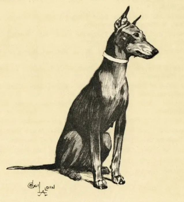 Framed Print : Illustration by Cecil Aldin, a Doberman pinscher Framed Print : Illustration by Cecil Aldin, a Doberman pinscher