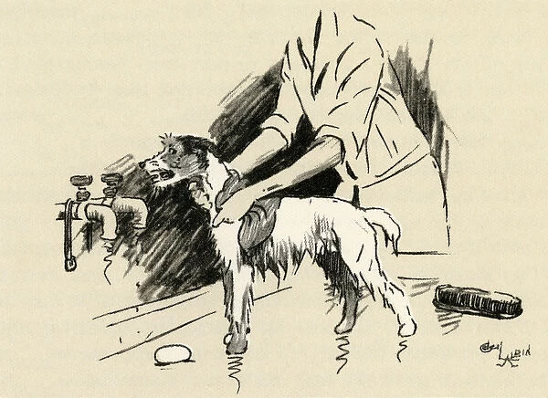 Illustration by Cecil Aldin, dog being given a bath