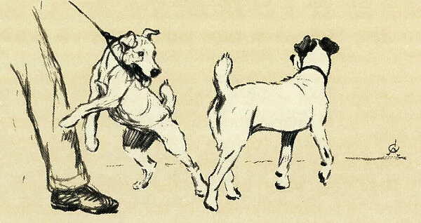 Illustration by Cecil Aldin, dog walking
