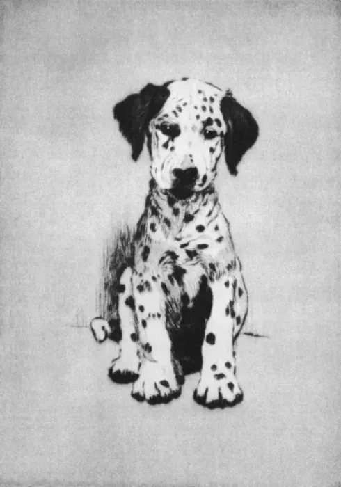 Framed Print : Illustration by Cecil Aldin, Dogs of Every Day Framed Print : Illustration by Cecil Aldin, Dogs of Every Day