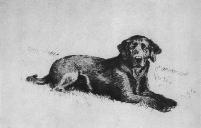 Framed Print : Illustration by Cecil Aldin, Dogs of Every Day Framed Print : Illustration by Cecil Aldin, Dogs of Every Day