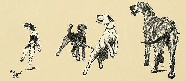 Illustration by Cecil Aldin, dogs eager for a walk