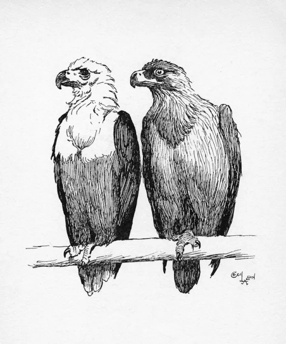 Framed Print : Illustration by Cecil Aldin, Two Eagles Framed Print : Illustration by Cecil Aldin, Two Eagles