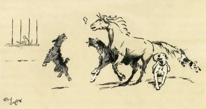 Framed Print : Illustration by Cecil Aldin, Exmoor pony and dogs at play Framed Print : Illustration by Cecil Aldin, Exmoor pony and dogs at play