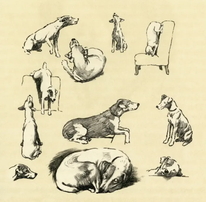 Framed Print : Illustration by Cecil Aldin, fox terrier posing as model Framed Print : Illustration by Cecil Aldin, fox terrier posing as model