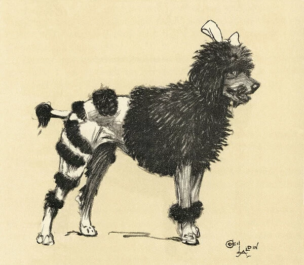 Illustration by Cecil Aldin, French poodle