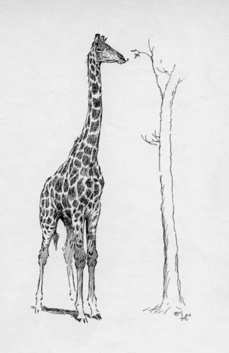 Framed Print : Illustration by Cecil Aldin, The Giraffe Framed Print : Illustration by Cecil Aldin, The Giraffe