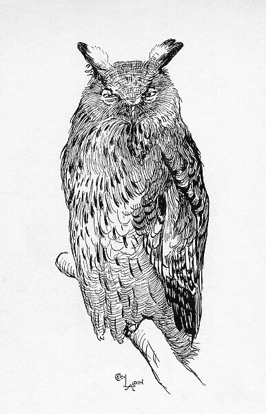 Illustration by Cecil Aldin, The Great Eagle Owl