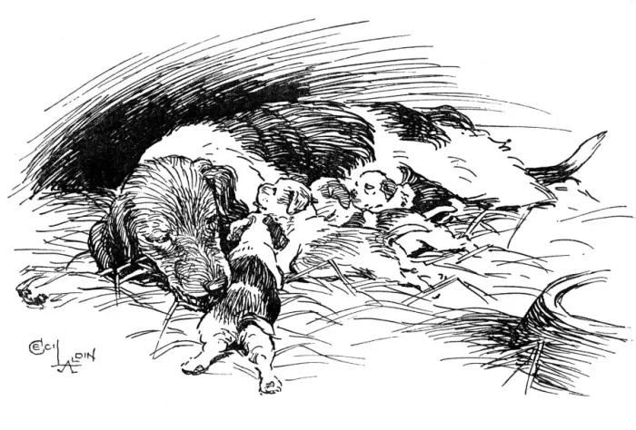 Framed Print : Illustration by Cecil Aldin, Hotspur the Beagle Framed Print : Illustration by Cecil Aldin, Hotspur the Beagle