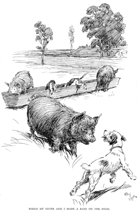 Framed Print : Illustration by Cecil Aldin, Hotspur the Beagle Framed Print : Illustration by Cecil Aldin, Hotspur the Beagle