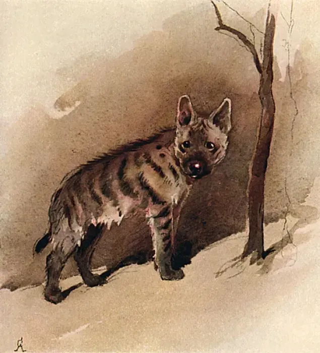 Framed Print : Illustration by Cecil Aldin, The Jackal Framed Print : Illustration by Cecil Aldin, The Jackal