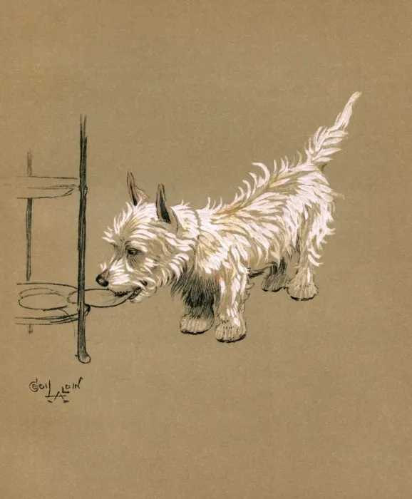 Framed Print : Illustration by Cecil Aldin, Mac Framed Print : Illustration by Cecil Aldin, Mac