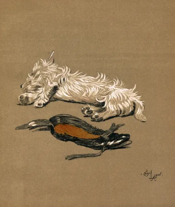Framed Print : Illustration by Cecil Aldin, Mac Framed Print : Illustration by Cecil Aldin, Mac
