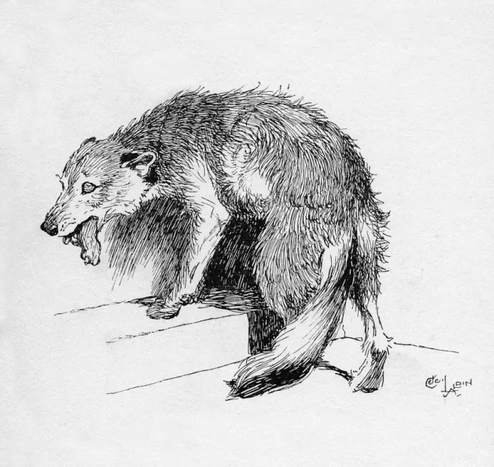 Framed Print : Illustration by Cecil Aldin, The Rough Fox Framed Print : Illustration by Cecil Aldin, The Rough Fox