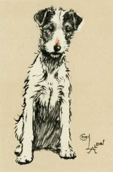 Framed Print : Illustration by Cecil Aldin, rough-haired terrier Framed Print : Illustration by Cecil Aldin, rough-haired terrier
