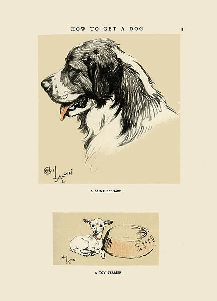 Illustration by Cecil Aldin, Saint Bernard and toy terrier
