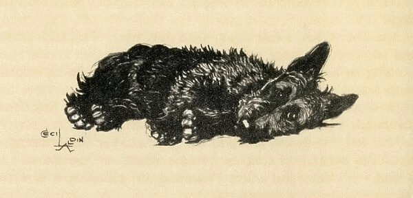 Illustration by Cecil Aldin, Scots terrier