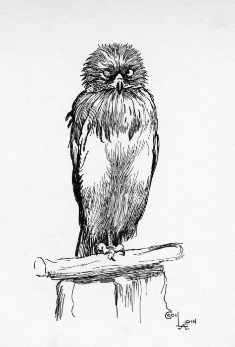 Framed Print : Illustration by Cecil Aldin, The Short-Toed Eagle Framed Print : Illustration by Cecil Aldin, The Short-Toed Eagle