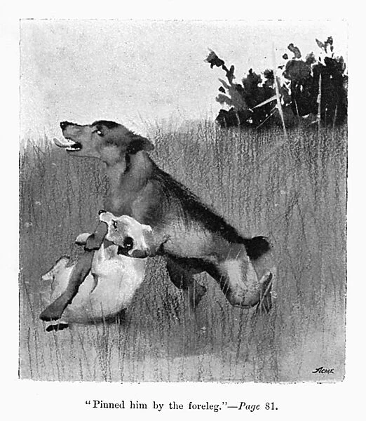 Illustration by Cecil Aldin, Spot fights a bigger dog