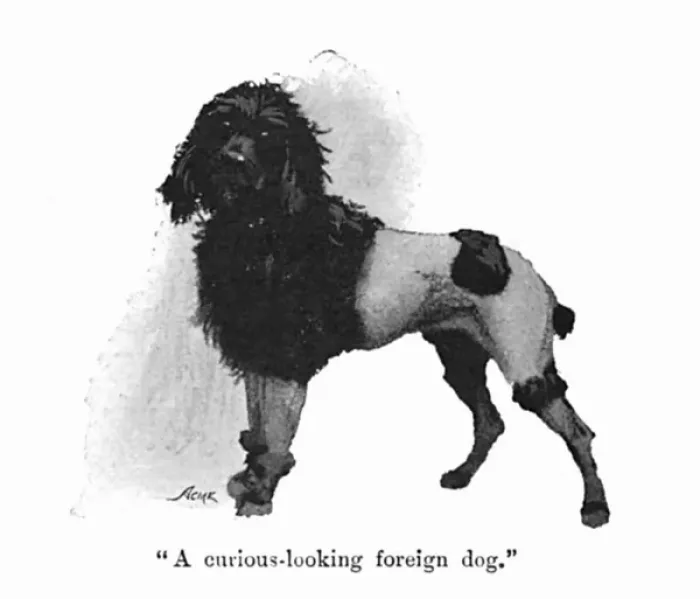 Framed Print : Illustration by Cecil Aldin, Spot meets a poodle Framed Print : Illustration by Cecil Aldin, Spot meets a poodle