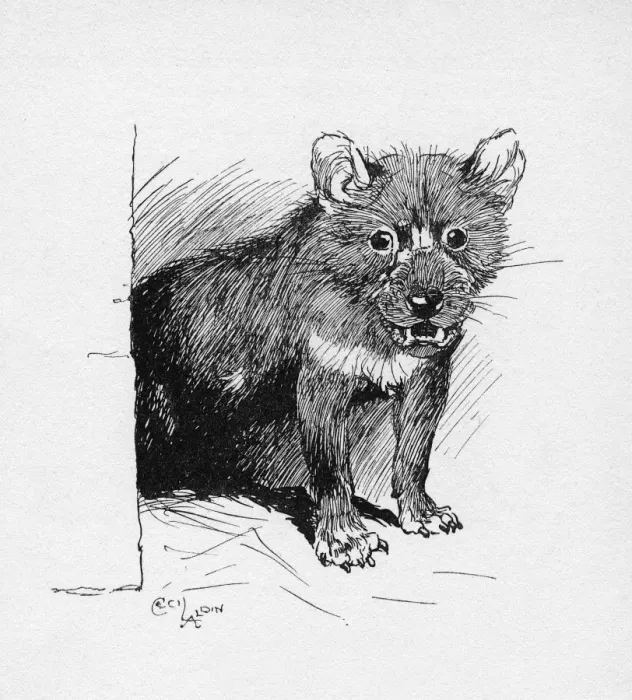 Framed Print : Illustration by Cecil Aldin, The Tasmanian Devil Framed Print : Illustration by Cecil Aldin, The Tasmanian Devil
