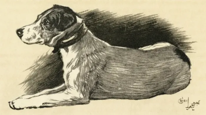 Framed Print : Illustration by Cecil Aldin, a terrier