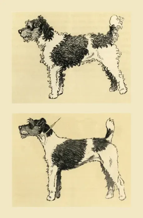 Framed Print : Illustration by Cecil Aldin, terrier before and after Framed Print : Illustration by Cecil Aldin, terrier before and after