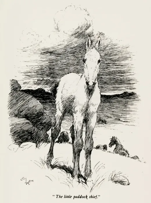 Framed Print : Illustration by Cecil Aldin, The Wild Horses of Iceland Framed Print : Illustration by Cecil Aldin, The Wild Horses of Iceland