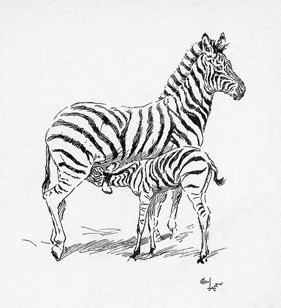 Illustration by Cecil Aldin, The Zebra