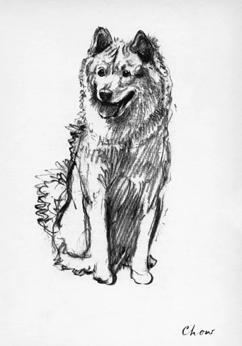 Framed Print : Illustration of a Chow by Cecil Aldin Framed Print : Illustration of a Chow by Cecil Aldin