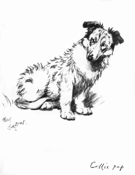Framed Print : Illustration of a Collie puppy by Cecil Aldin Framed Print : Illustration of a Collie puppy by Cecil Aldin