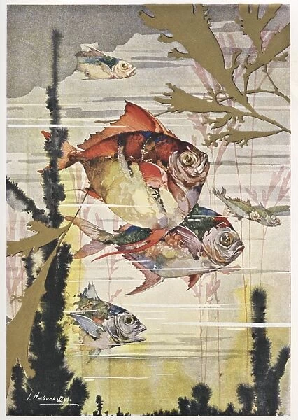 Illustration, colourful angel fish