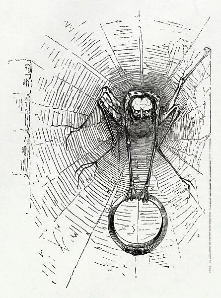Illustration, Cymbeline, by William Shakespeare