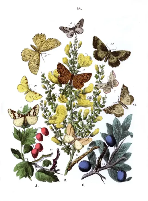 Framed Print : Illustration, Dendrometridae Framed Print : Illustration, Dendrometridae