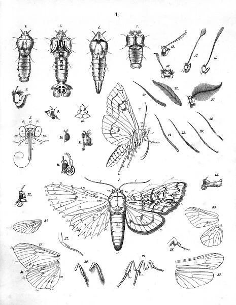 Illustration, Details of the perfect insect